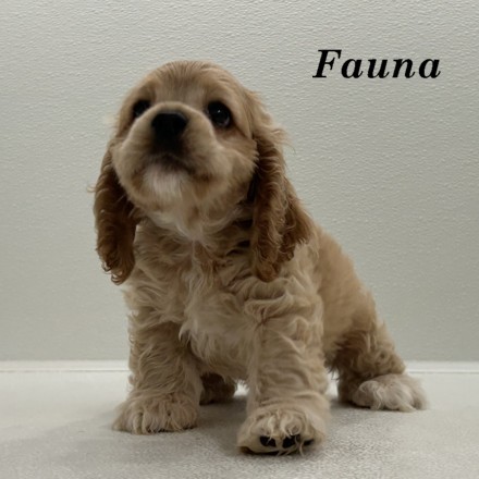 puppy, for, sale, Cocker Spaniel, Joe & Cherri  Overlease, dog, breeder, Miller, MO, dog-breeder, puppy-for-sale, forsale, nearby, find, puppyfind, locator, puppylocator, aca
